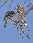 Yellow rumped Warbler